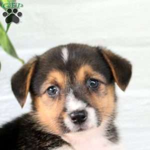 Starlight, Welsh Corgi Mix Puppy