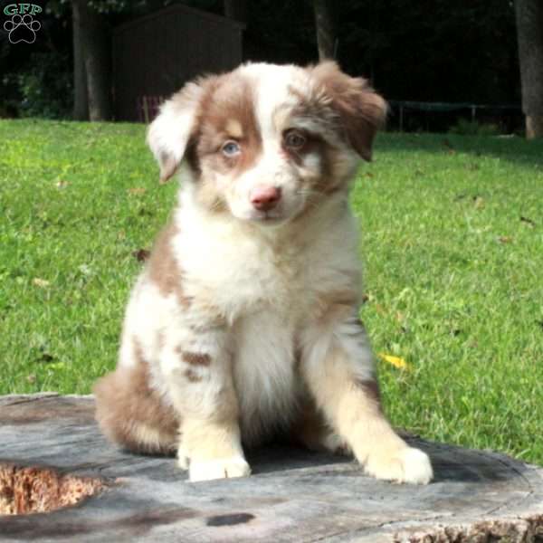 Stella, Australian Shepherd Puppy