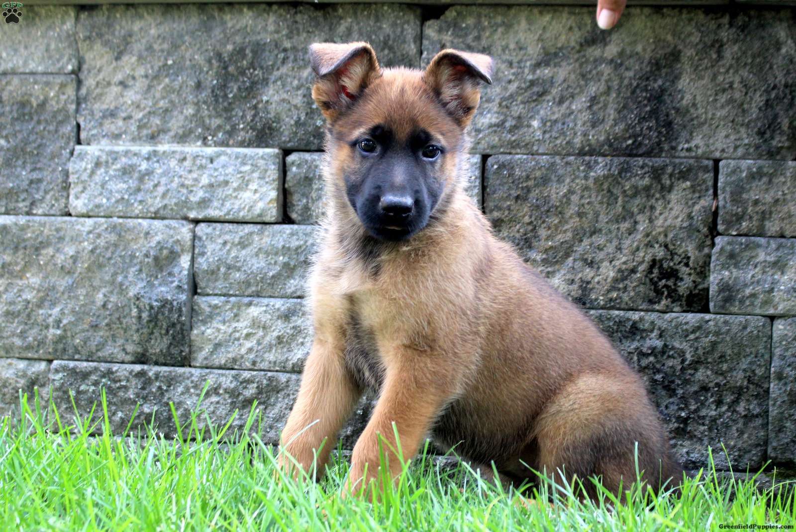 Stella