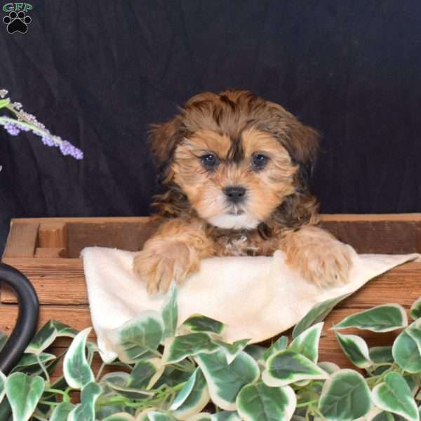 Stella, Shih-Poo Puppy