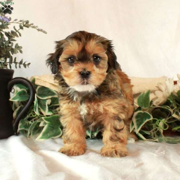 Stella, Shih-Poo Puppy