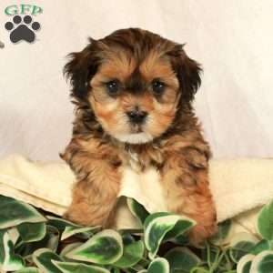 Stella, Shih-Poo Puppy