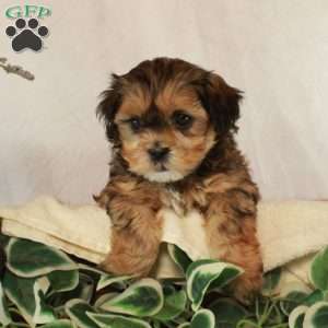 Stella, Shih-Poo Puppy