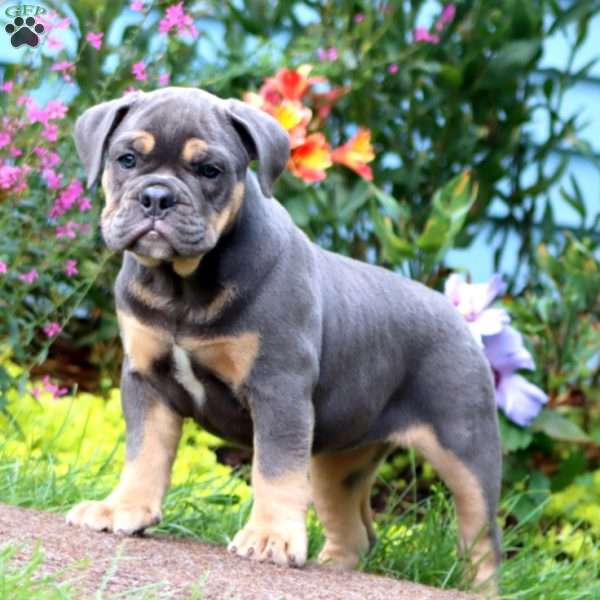 Stella, Olde English Bulldogge Puppy
