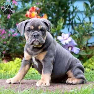 Stella, Olde English Bulldogge Puppy