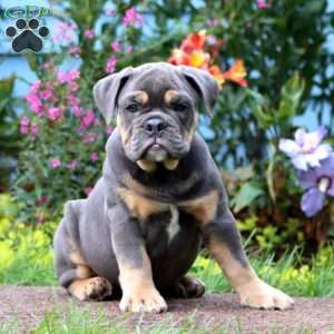 Stella, Olde English Bulldogge Puppy