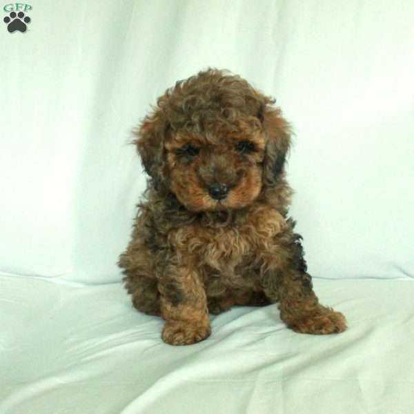 Stellan, Toy Poodle Puppy