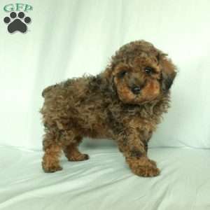 Stellan, Toy Poodle Puppy
