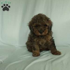 Stellan, Toy Poodle Puppy
