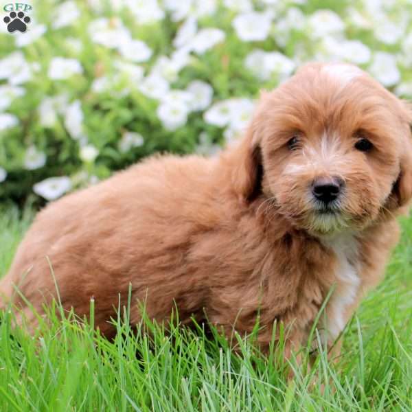 Sterling, Toy Poodle Mix Puppy