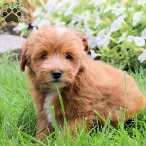 Sterling, Toy Poodle Mix Puppy