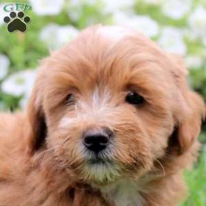 Sterling, Toy Poodle Mix Puppy