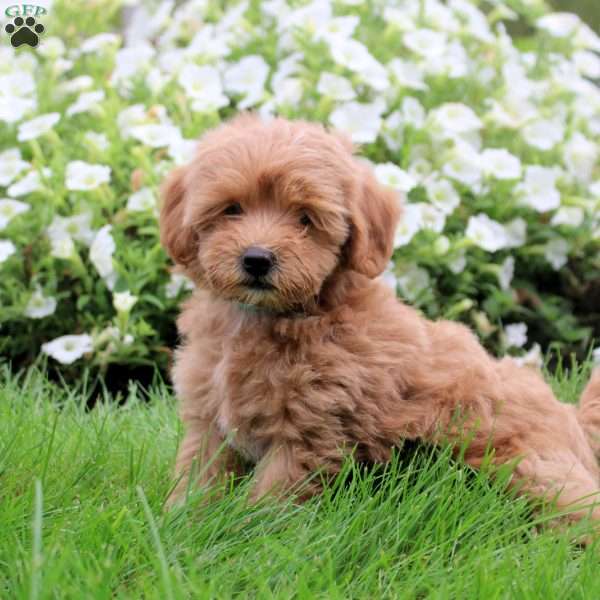 Steven, Toy Poodle Mix Puppy