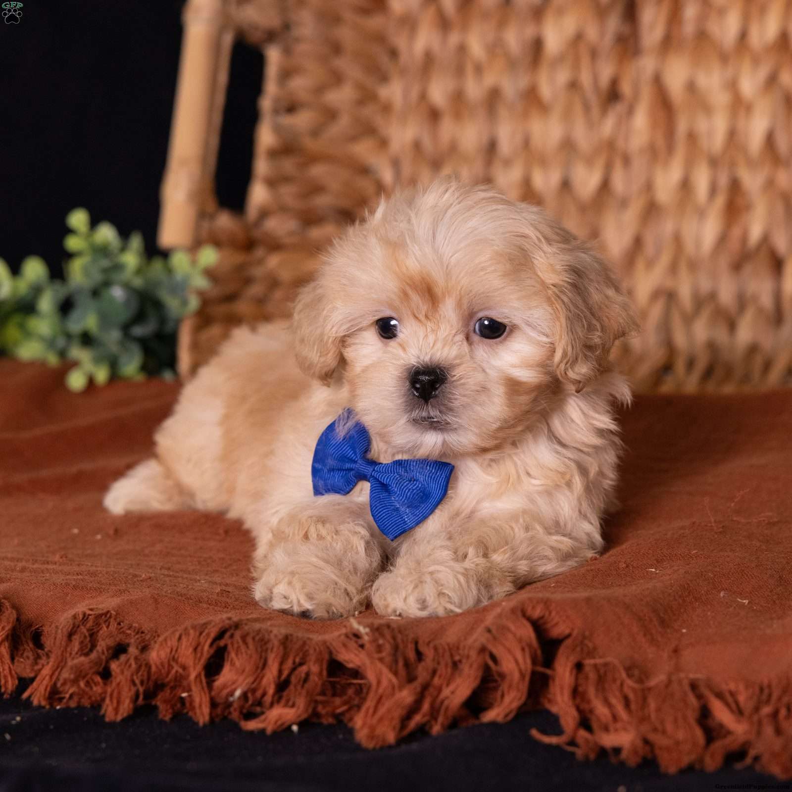 Storm (Teddy Bear, Male) in Dornsife, PA