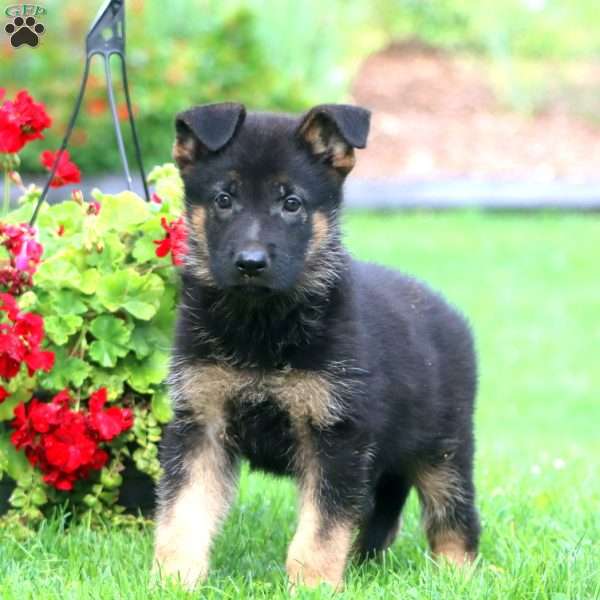 Strike, German Shepherd Puppy