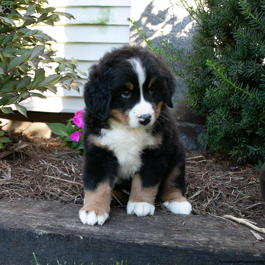 Stu (Bernese, Male) in Fort Plain, NY