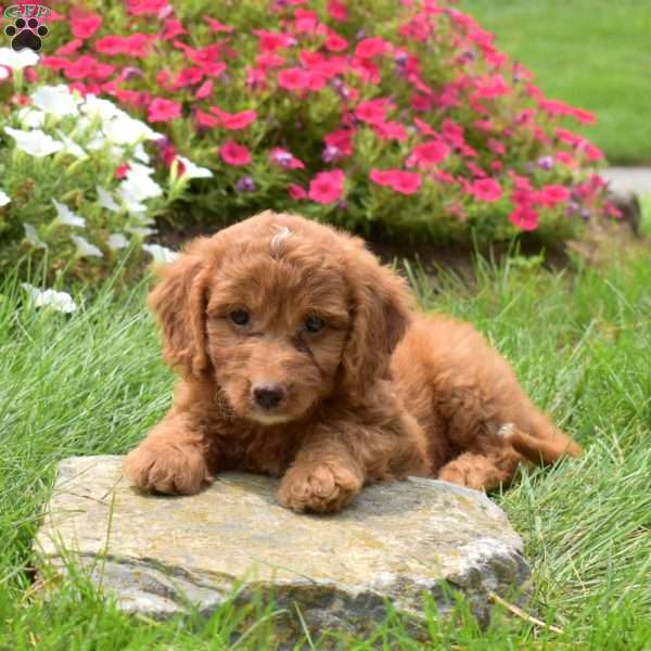 Stuart, Mini Goldendoodle Puppy