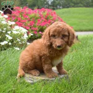 Stuart, Mini Goldendoodle Puppy