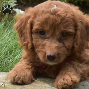 Stuart, Mini Goldendoodle Puppy