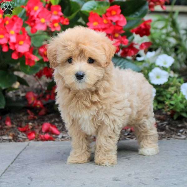 Sue, Maltipoo Puppy