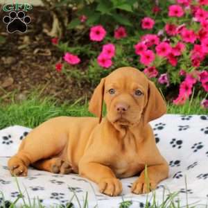 Sugar, Vizsla Puppy