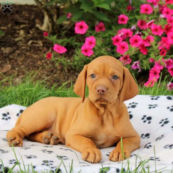Sugar, Vizsla Puppy