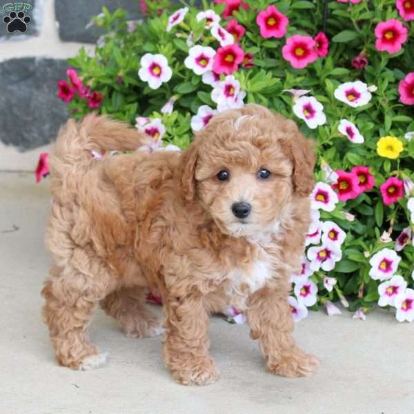 Sugar, Bich-Poo Puppy