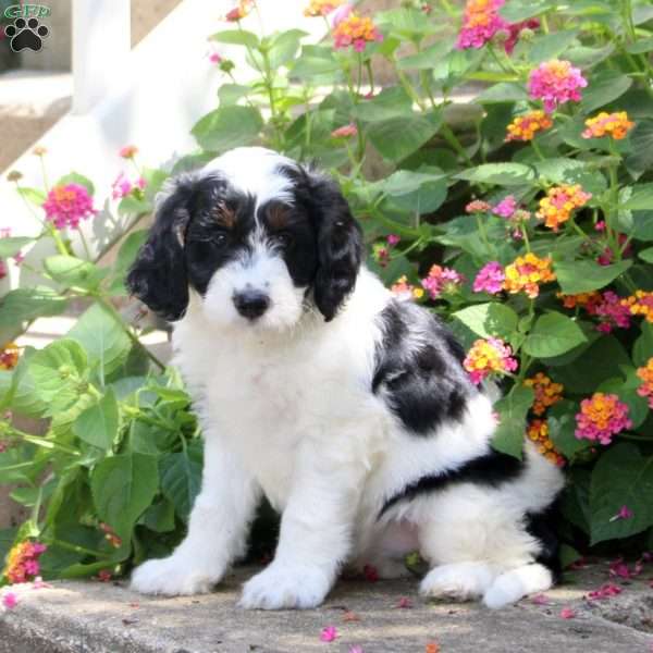Sugar, Springerdoodle Puppy