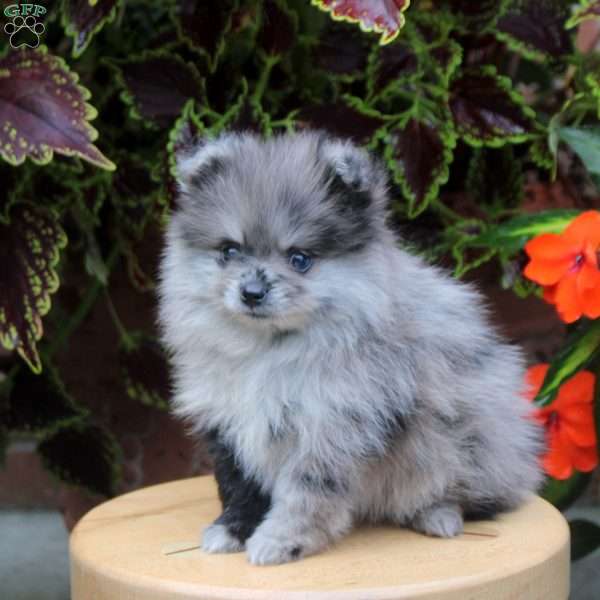 Sugar, Pomeranian Puppy