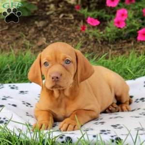 Sugar, Vizsla Puppy