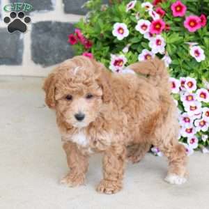 Sugar, Bich-Poo Puppy