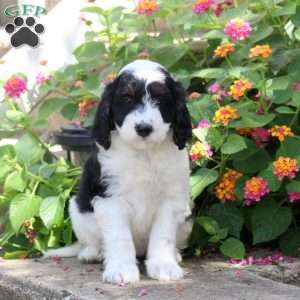 Sugar, Springerdoodle Puppy