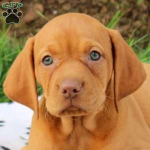 Sugar, Vizsla Puppy