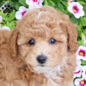 Sugar, Bich-Poo Puppy
