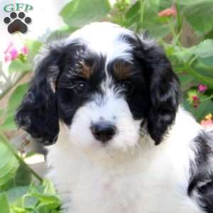 Sugar, Springerdoodle Puppy