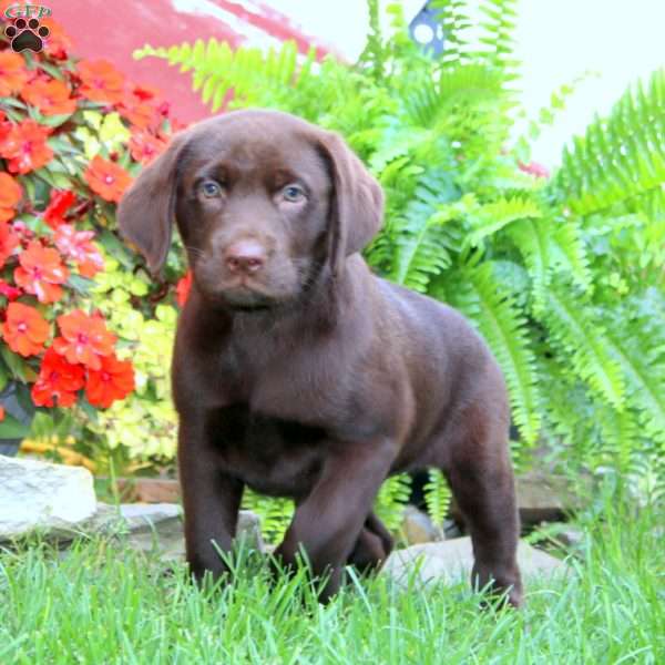 Sugar, Chocolate Labrador Retriever Puppy
