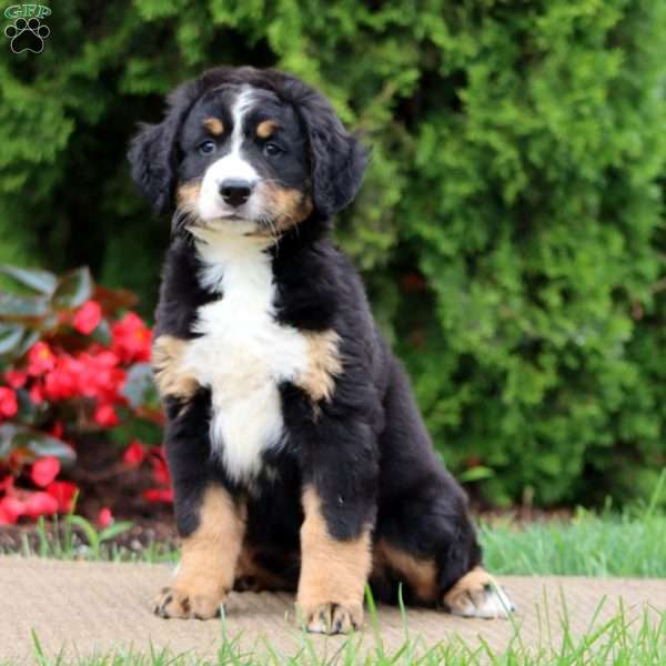 Sugar, Bernedoodle Puppy