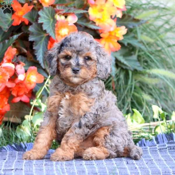 Sugar, Miniature Poodle Puppy