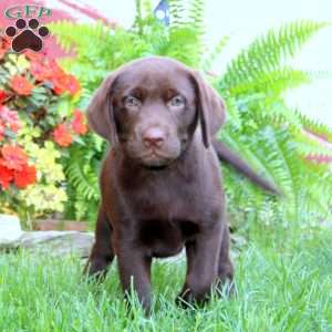 Sugar, Chocolate Labrador Retriever Puppy