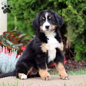 Sugar, Bernedoodle Puppy