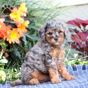 Sugar, Miniature Poodle Puppy