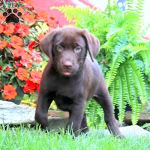 Sugar, Chocolate Labrador Retriever Puppy