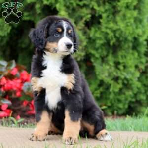 Sugar, Bernedoodle Puppy