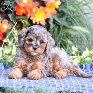 Sugar, Miniature Poodle Puppy