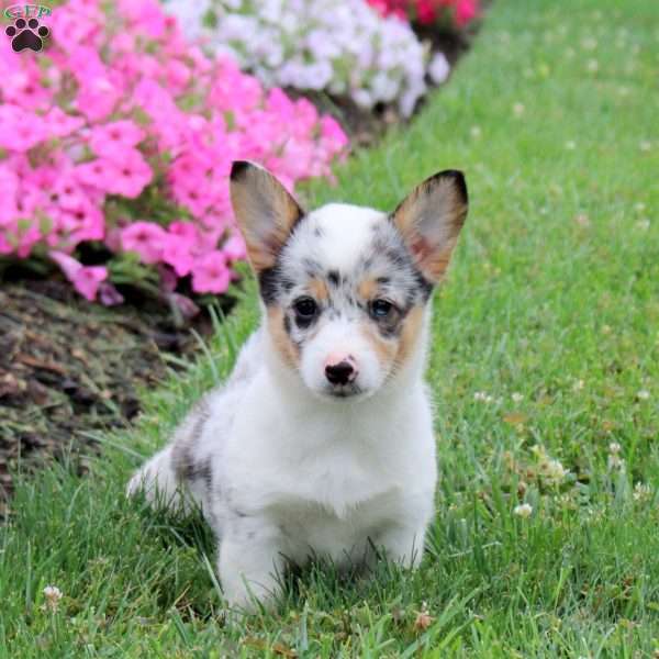 Suki, Pembroke Welsh Corgi Puppy