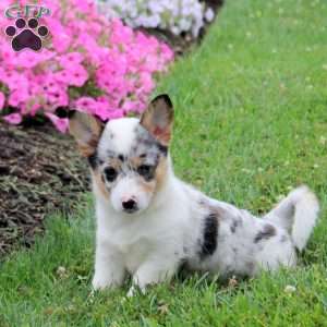 Suki, Pembroke Welsh Corgi Puppy