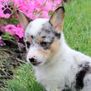 Suki, Pembroke Welsh Corgi Puppy