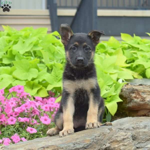 Summer, German Shepherd Puppy