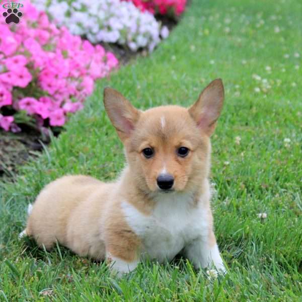 Summer, Pembroke Welsh Corgi Puppy