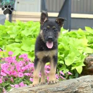 Summer, German Shepherd Puppy